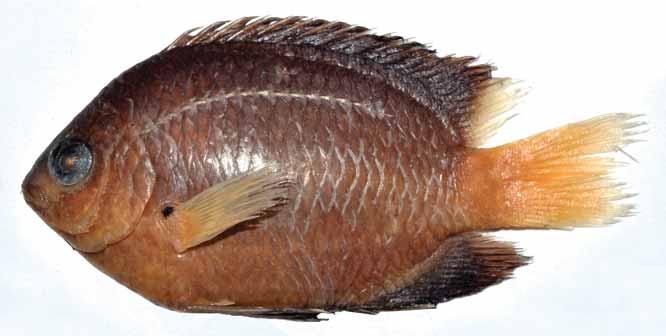 A new species of Damselfish (Pomacentrus: Pomacentridae) from Fiji and Tonga Table II.