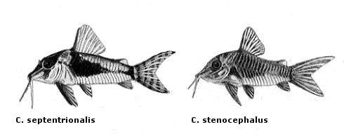 Corydoras species. ph (Pondus hydrogenii) = acidity!