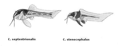 Table II. Details of egg production of seven Corydoras species.
