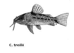 REFERENCES Fuller, I. 1983a. Lookalikes unmasked. Practical Fishkeeping January: 32-33. Fuller, I. 1983b. Spawning Corydoras barbatus.