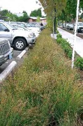 Pedestrian 1.2 Planting Strips: Incorporate planting strips into design plans for pedestrian access and use.