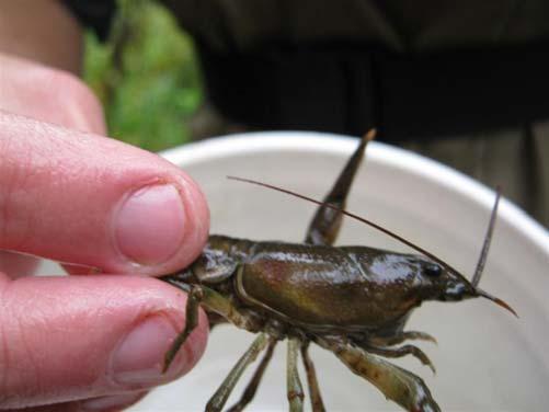 Background rusty crayfish first reported in 1960s: Lake of the Woods and a