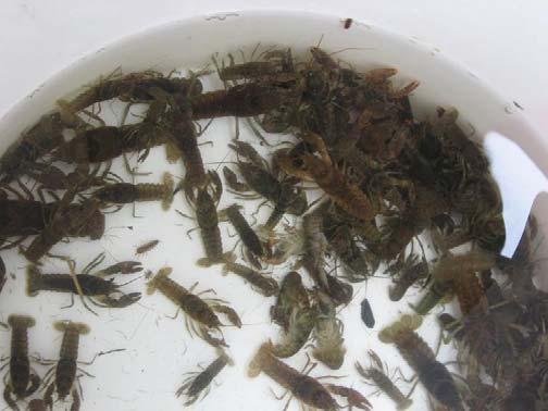 rivers in other regions impacts in lakes: replacement of native crayfishes