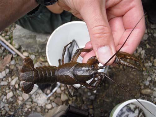 prevents defensible assessments of the status of native crayfish and the impacts of