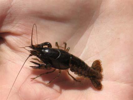 Results Species Detection six species collected from study streams rusty crayfish was dominant