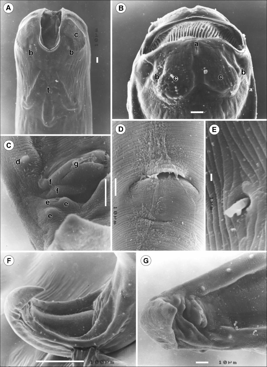 Moravec et al.: Camallanid nematodes from New Caledonia Fig. 2. Camallanus carangis Olsen, 1954 from Upeneus vittatus, scanning electron micrographs of adults.