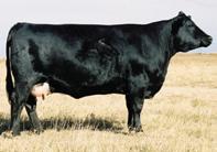 7 Altenburg Super Baldy Ranch, LLC Selling Pick of Any Female in the Altenburg Herd!