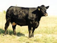 ASR Little Desi P420 by ASR Little Bear Altenburg prolific donor with many embryos sent to Australia.