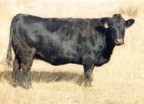 Altenburg Super Baldy Ranch, LLC, is located in northern Colorado and has been breeding Simmental cattle for over 30 years.