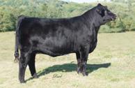 our program. Out of the Burn It Up cow, who is rapidly becoming one of the true maternal powers in the breed and the ever consistent Trademark, she has predictability and consistency to burn.