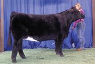 As recently as the 2009 North American, a full sister was a top-seller valued at $38,000 and sold to Young Cattle Co. (IL).