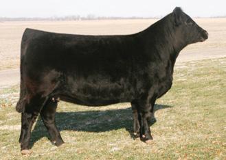14 Schick Cattle Company RCC Black Star U8111 6 0.8 25 48 1 4 17 21-7.5 -.09.13.01.26 105 57 ASA#2463982 Dbl. Polled Black Purebred Tattoo: U8111 BD: 3-7-08 Adj.