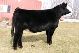 Dam: AJE Jasmines Jewel 43T Jewel 2008 National Western Reserve Champion Female Junior and Open Simmental Show Selling Choice of Four Daughters of AJE Jasmines Jewel x SVF Star Power Jewel was a