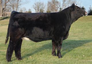 25 Hill Country Cattle Company HILCO Glamourous 305U 12-0.9 29 54 2 6 21 18-6.6 -.10.21.01.30 115 65 A.I. Sire: SS Ebonys Grandmaster A.I. Date: TBD Est. Plan Mating EPDs: 16-5.