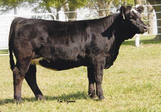 28 API 133 TI 75 HILCO Glamourous 305U is a very attractive, smooth made, long bodied female sired by Ranch Hand and out of our Glamours Nila female.