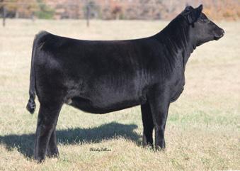 33 Griswold Cattle Company and Guyer Cattle Company GCC Joys Dream 114W 9 1.2 36 60 9 2 20 19-0.1.00.31.02.20 117 68 ASA#2502721 Dbl. Polled Black Purebred Tattoo: 114W BD: 3-2-09 Adj.