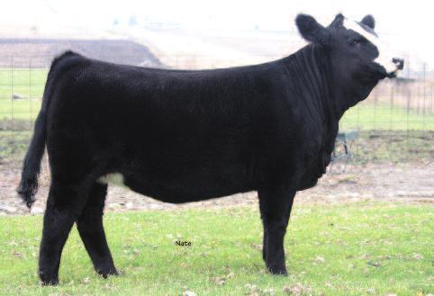 BW: N/A If you are searching for a big ribbed, powerfully made baldy female that is sure to be a crowd pleaser every time you take her out, look no further than Caught Ya Lookin Again.