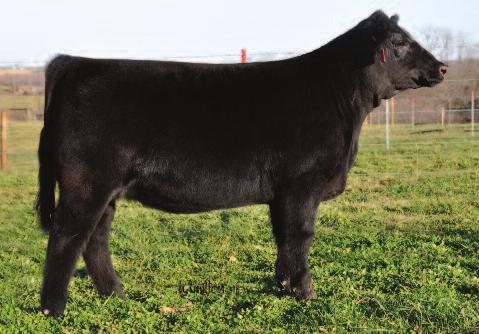 the North Central Regional Classic that same year in Janesville, WI. This young Macho female should certainly write her own page in history as well during her upcoming show career.