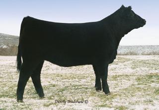 Blackwatch Farms (VT) and WW Cattle Co. (MO). Miss Pep W329 is a structurally correct, fluid moving type of a female that is attractive in her overall make-up and balanced in her design.