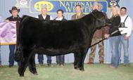 A full sister sold this summer for $10,000 and many maternal sibs have been champions around the show circuit.