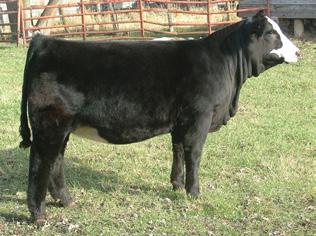 K-LER Cattle Company and Ralph Kaehler Family TAKE YOUR PICK! Selling Choice of a Daughter of or Full Sister to K-LER Sweetness HCC Sweeter Than Ever K-LER Sweetness 2008 National Western Jr.
