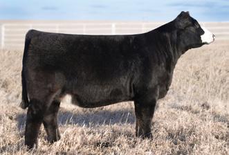 R&L Vermeer Farms LLC TAKE YOUR PICK! Selling Choice of Two Daughters of Ms Macho 5818R x Maximus These two black baldy females definitely have the potential to be a contender in the show ring.