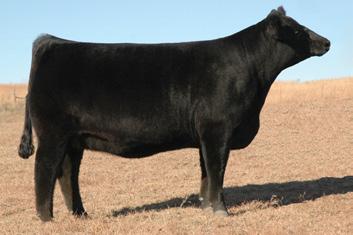 Look them up in Denver. Dam: Ms Macho 5818R EPDs & Pedigree for 43 & 43A * 0.9 23 35 * -4 8 * -15.5.02.19.03 -.