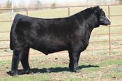 He is a bull that combines calving ease and growth with an adjusted weaning weigh of 931 pounds.