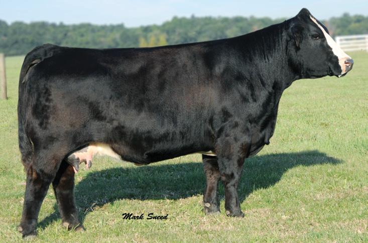1 Ruby Cattle Co. Double R Shes The One K18 ASA#2062904 Dbl. Polled Black Blaze Purebred Tattoo: K18 BD: 3-20-00 Adj. BW: 92 Adj.