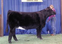She has produced Division Champions at Kansas City, Louisville, and Denver, and recently a daughter was crowned Reserve National Champion Female.