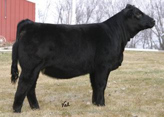 19 API 121 TI 67 Circle T Simmental is proud to be able to offer top genetics like this each year in The One.