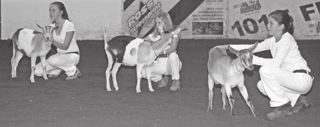 m. Rabbit: Showmanship, Conformation 11:30 a.m. Dairy Classes: Senior Showmanship, Junior Showmanship Champion Showmanship 12:45 p.m. - RING A Holstein Calf Heats Ayrshire Calf Heats Other Dairy