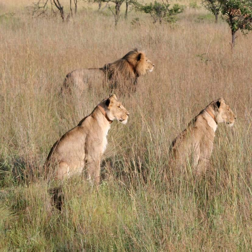The mean daily meat intake for a wild lion is highly variable; ranging from 3.0 to 14.5 kg/lion/day (see table 1). The Ngamo release pride achieved a mean daily meat intake of 7.