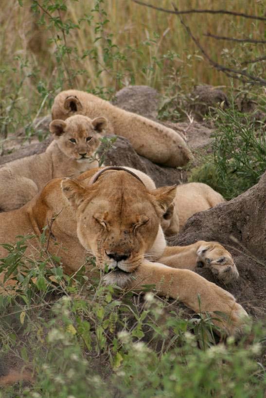 Reproduction Mating took place with four females within the pride soon after the release of the male into the site.