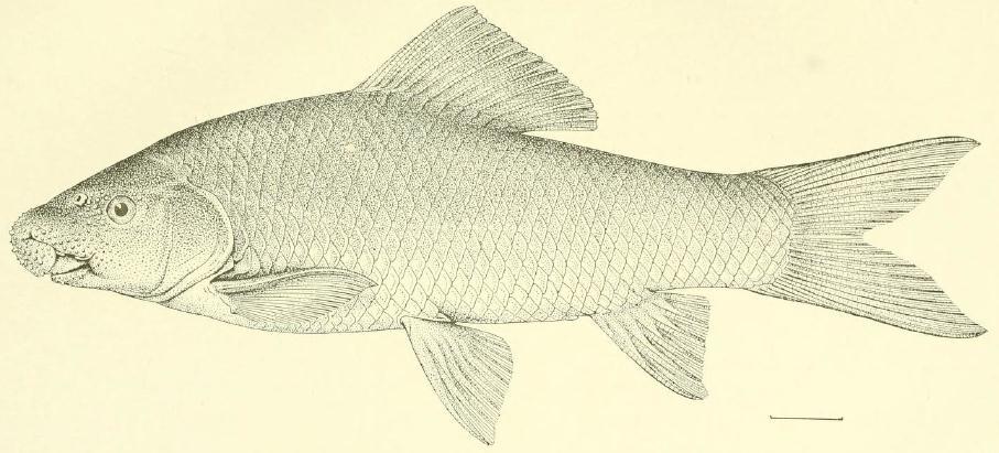 RESULTS Labeo fisheri (Jordan and Starks, 1917) (Fig.1, Tables 1-2) Diagnosis: Labeo fisheri is distinguished from its closely related species, Labeo calbasu in having fewer dorsal fin rays (13 vs.