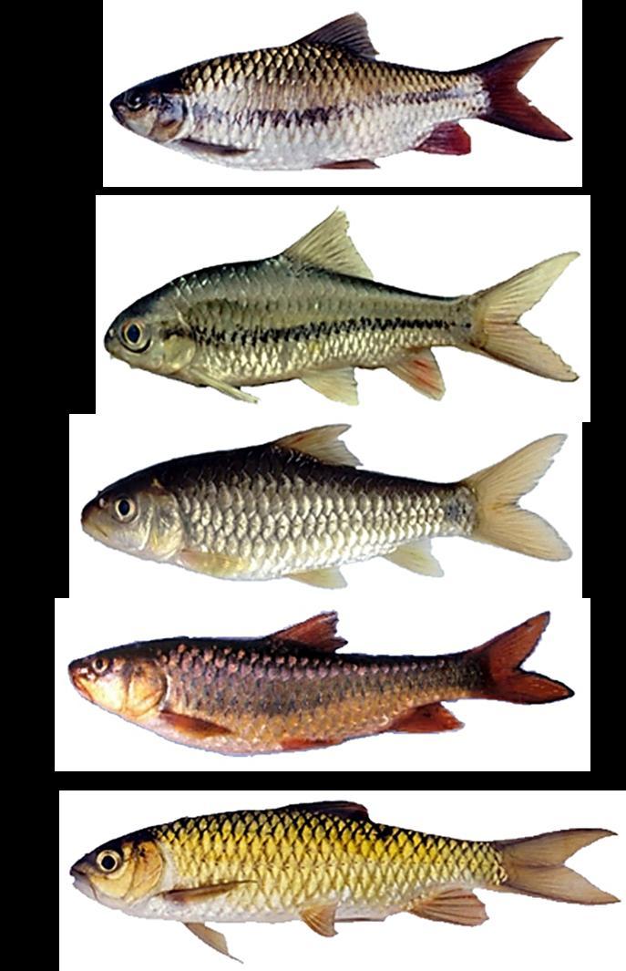 10 FISHTAXA (2017) 2(1): 1-27 Figure 3. (A) Live specimens of Neolissochilus capudelphinu sp. nov. MSUMNH191, 216.21 mm SL, upstream of the diverted water from Periyar River, M.
