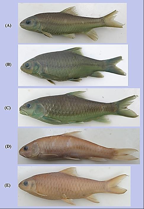 12 FISHTAXA (2017) 2(1): 1-27 Figure 4. (A) Preserved specimen of Neolissochilus capudelphinus sp. nov. CMA170, 138.42 mm SL, upstream of the diverted water from Periyar River, M.