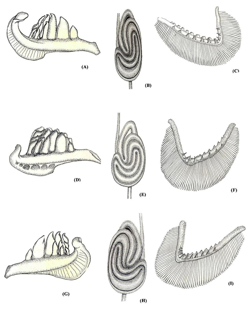 Arunachalam et al.- Five new species of the genus Neolissochilus from the Western Ghats, India 19 Figure 5.