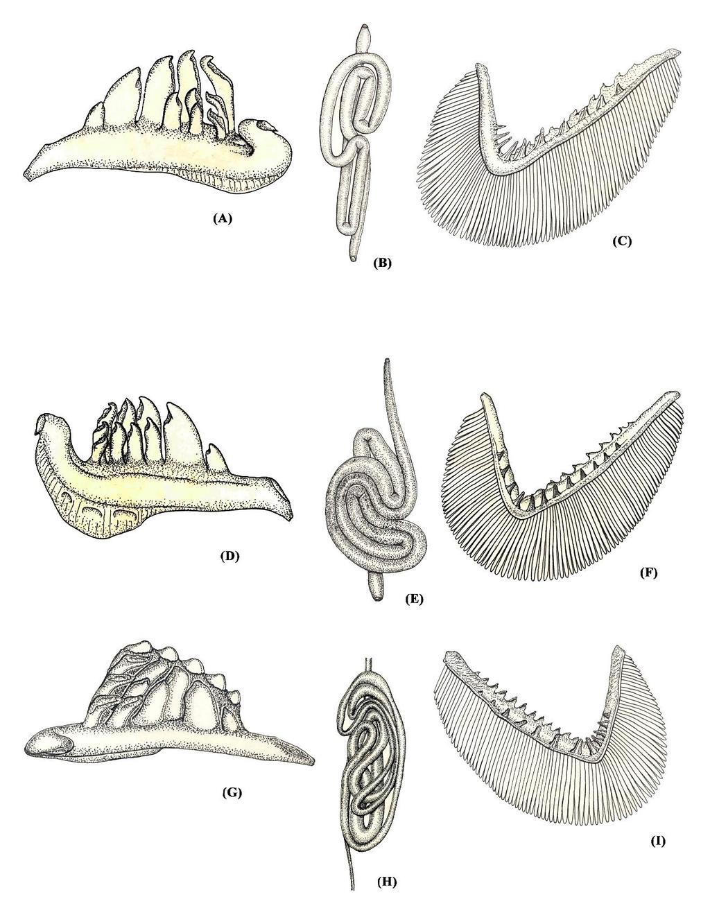 20 FISHTAXA (2017) 2(1): 1-27 Figure 6. Pharyngeal teeth, gut and gill rakers of (A to C) Neolissochilus micropthalmus sp. nov., (D to F) Neolissochilus acutirostris sp. nov. and (G to I) Neolissochilus tamiraparaniensis sp.