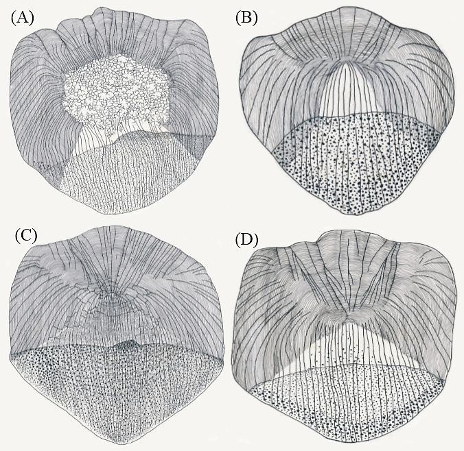 Arunachalam et al.- Five new species of the genus Neolissochilus from the Western Ghats, India 23 Figure 10.