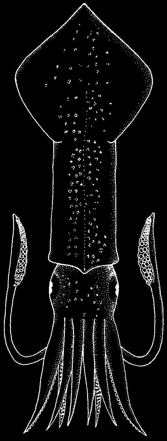 190 Cephalopods Loligo surinamensis Voss, 1974 Frequent synonyms / misidentifications: None / Loligo pealeii LeSueur, 1821.