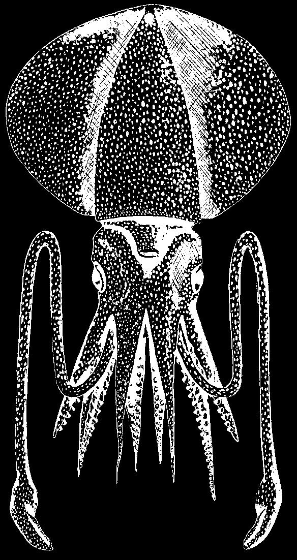 174 Cephalopods CYCLOTEUTHIDAE Cycloteuthids Diagnostic characters: Moderately-sized, the largest reaches about 60 cm mantle length. Fins long, broad, and disc-like.