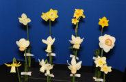 The Bankhead Award for the best 9 stem collection of miniature daffodils.
