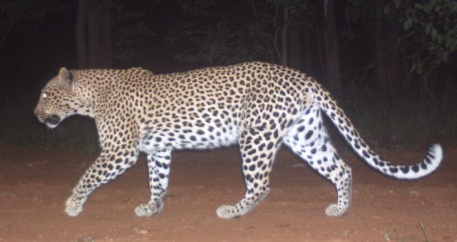 The individual markings of leopard are asymmetrical, therefore the photographs were split into left- (n = 16) and right-hand side (n = 7) photographs.