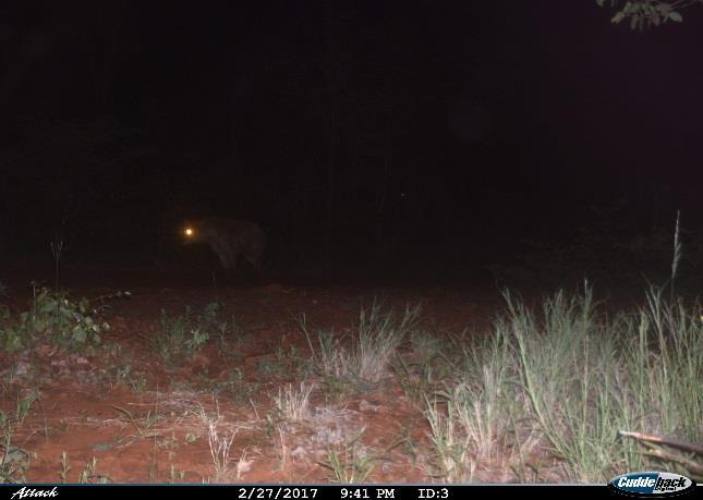 Spotted hyena A total of 81 spotted hyena photographs were captured throughout the first wet season camera
