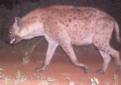 photographs, therefore they were used to identify individual spotted hyenas.