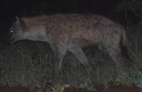 Figure 9: Three of the newly identified spotted hyenas from the first wet season camera trap survey.