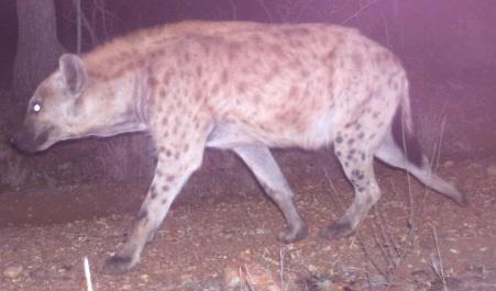 A total of 164 spotted hyena photographs were captured throughout the camera trap survey.