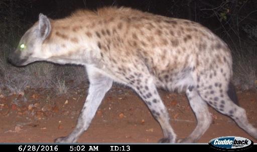 The individual markings of spotted hyenas are asymmetrical, therefore the remaining