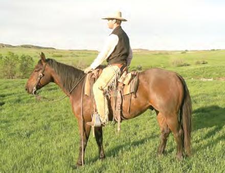 He s making a nice heel horse and would go on to make a calf horse. Has a nice stop and plenty of cow. He s a 4-year-old grandson of Peptoboonsmal.